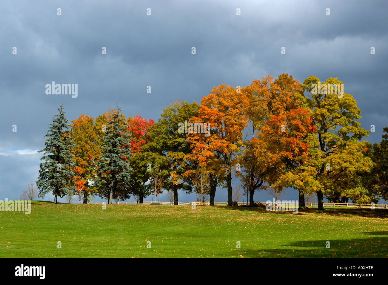 Row of colorful fall trees in green field with storm clouds Ontario Stock Photo