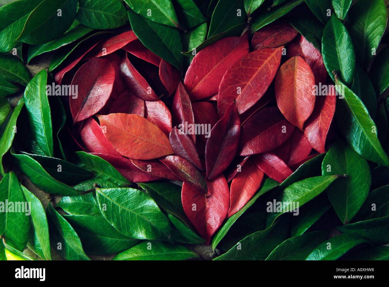 heart made of red and green leafs of Jasmine Stock Photo