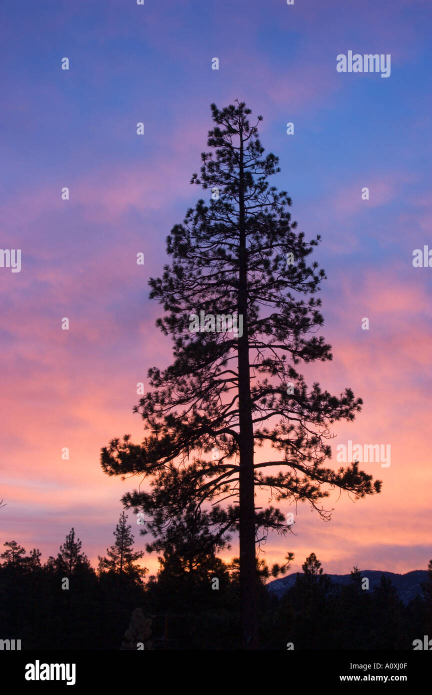 Jeffrey Pine tree silhouetted against sunrise sky with pink clouds Big Bear San Bernardino Mountains California  Stock Photo