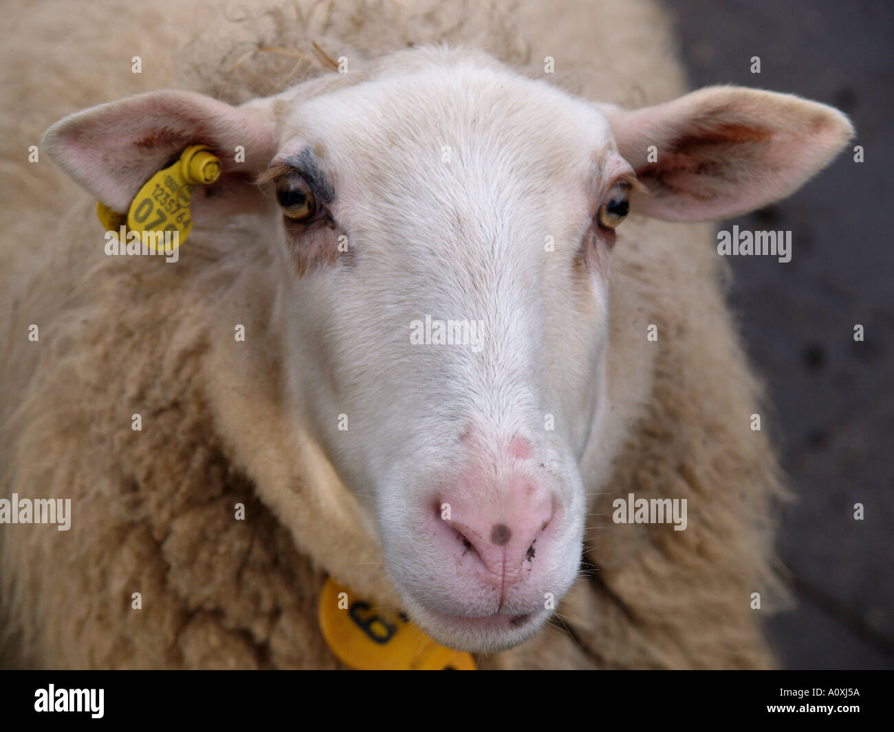 a sheep s head with yellow eartag clearly visible portrait farm animals sheepish look Stock Photo