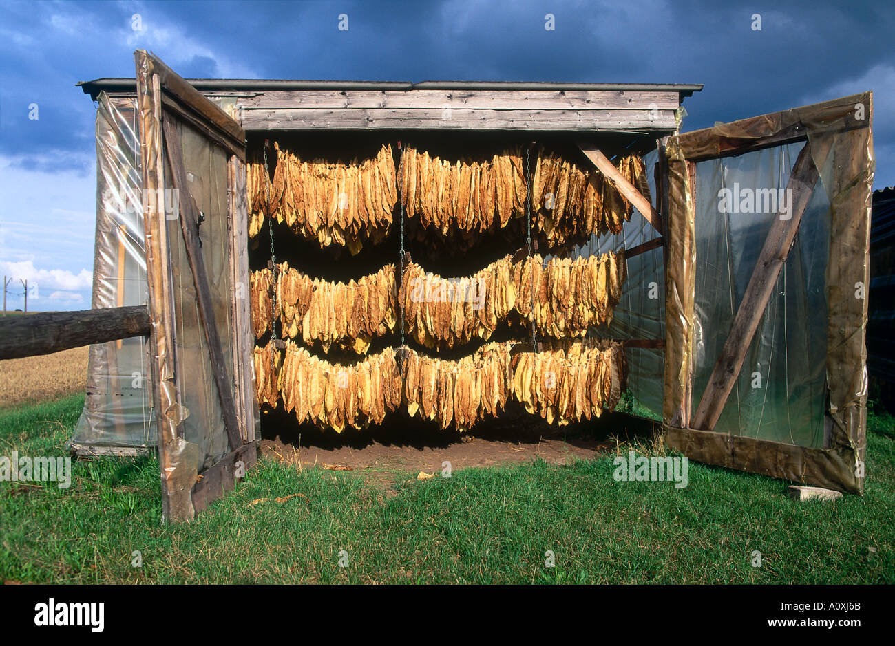 tobacco bulk barn Farmer Newsletter: HOW MANY BARNS WILL BE ENOUGH? Bulk Tobac-Tobacco Curing Products