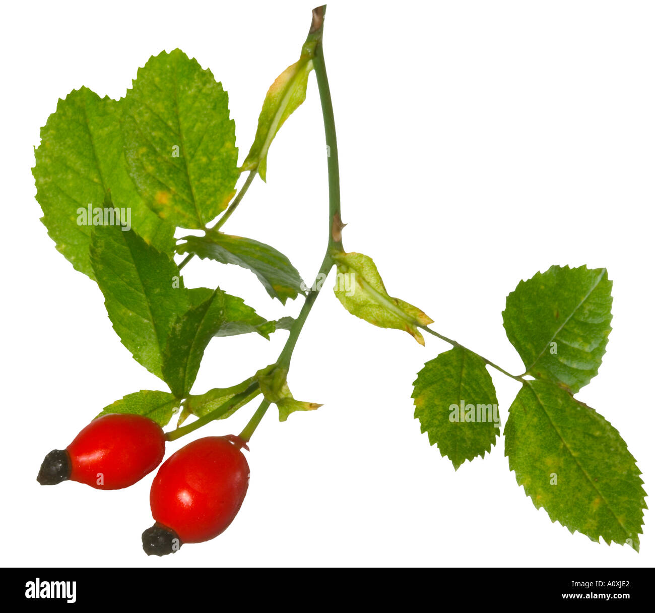 Rose hips for syrup hires stock photography and images Alamy