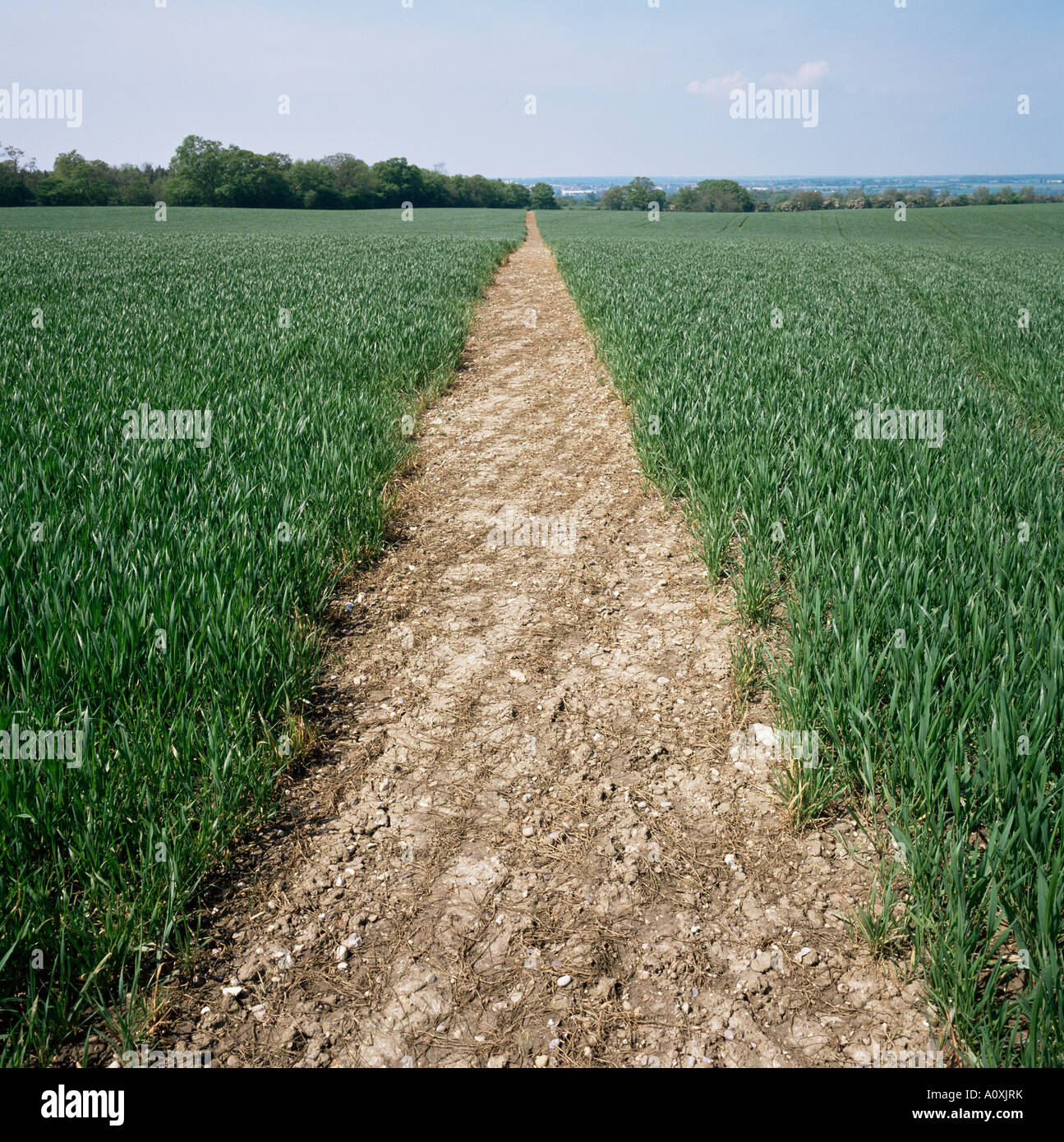 Path Way Field Pathway through field Essex United Kingdom Europe Stock Photo - Alamy