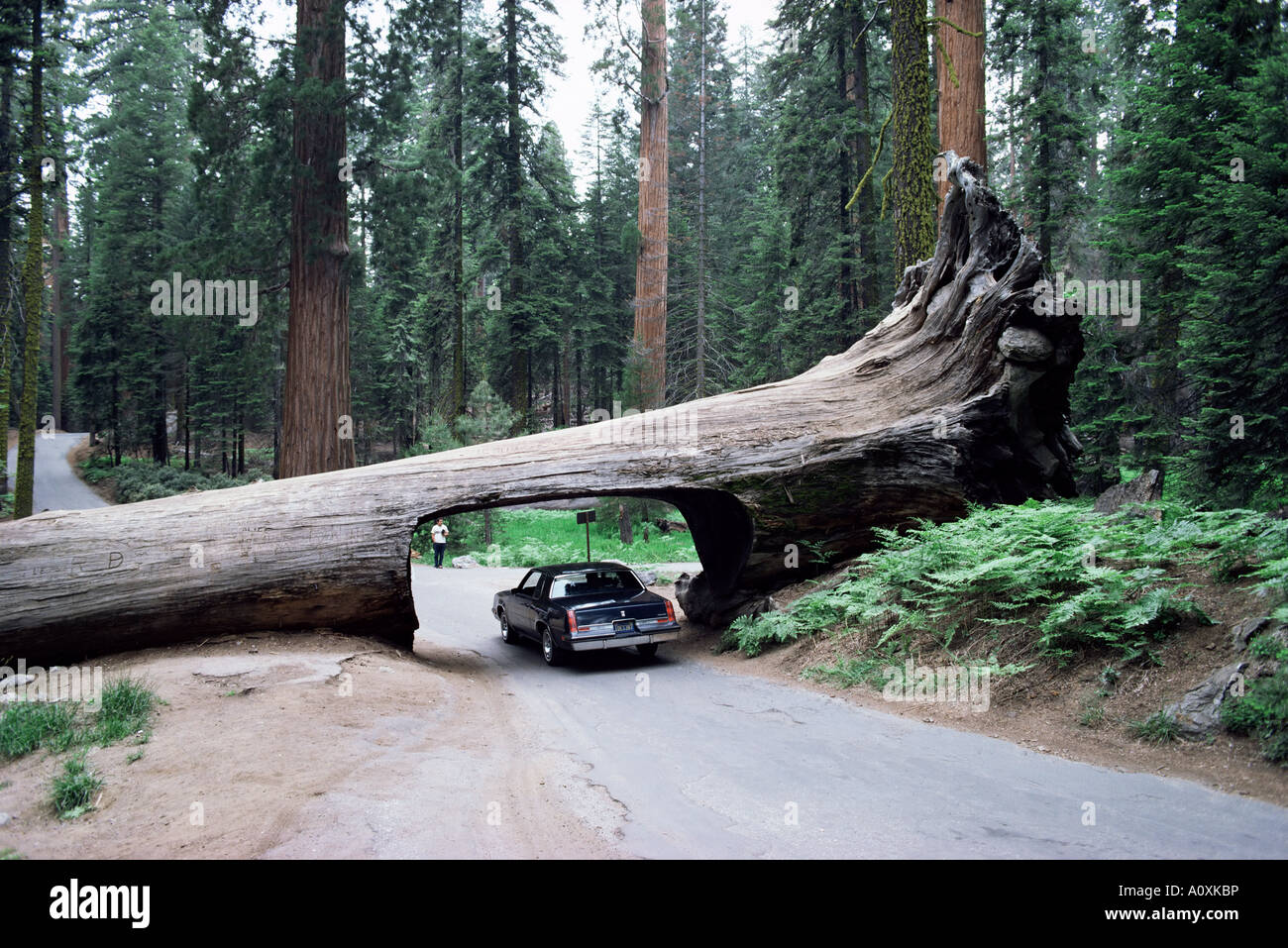 Tunnel Log 275 ft long which fell in 1937 Sequoiadendron giganteum Sequoia National Park California United States of America Stock Photo