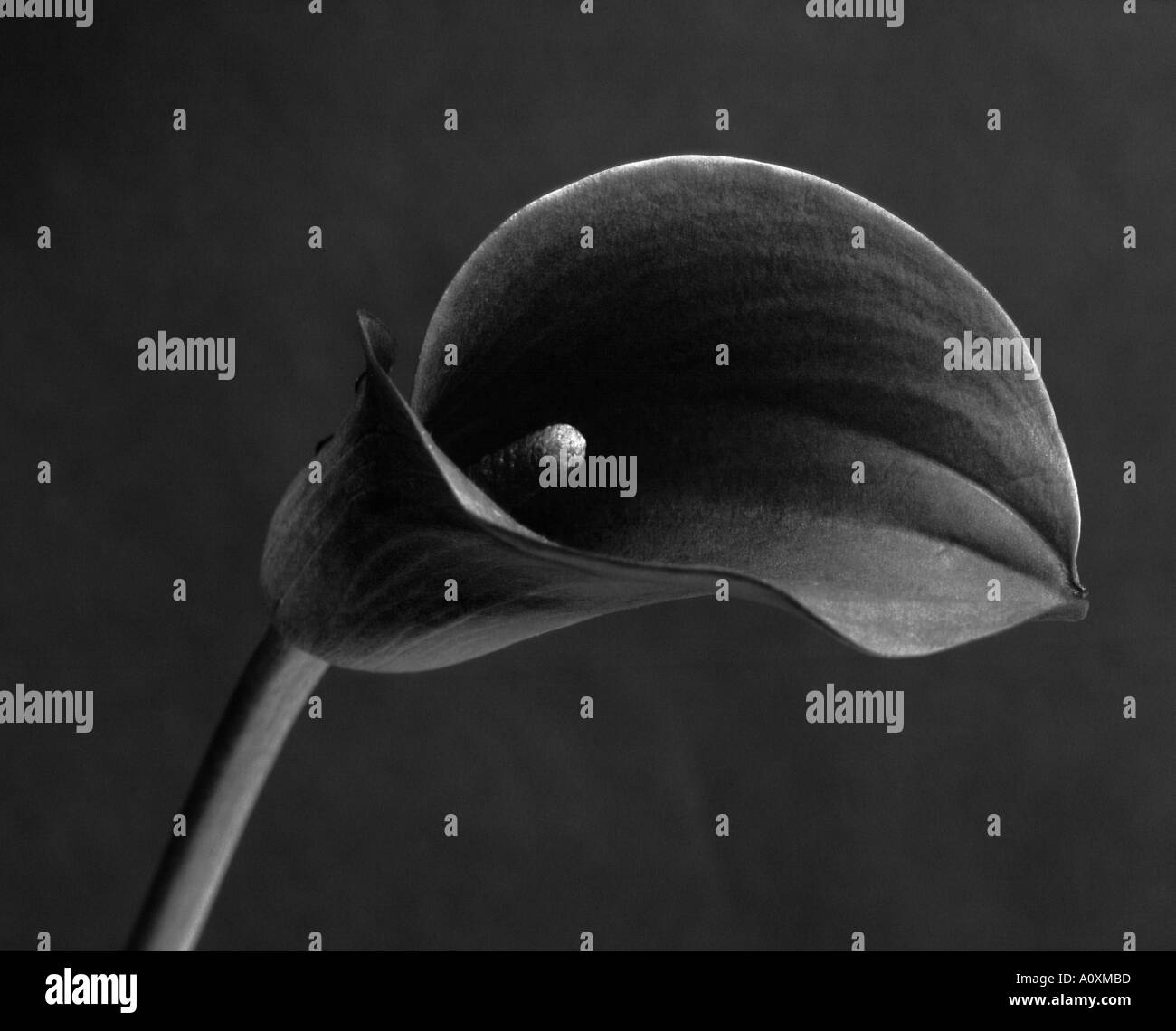 monochrome calla lily bloom ZANTEDESCHIA Stock Photo Alamy