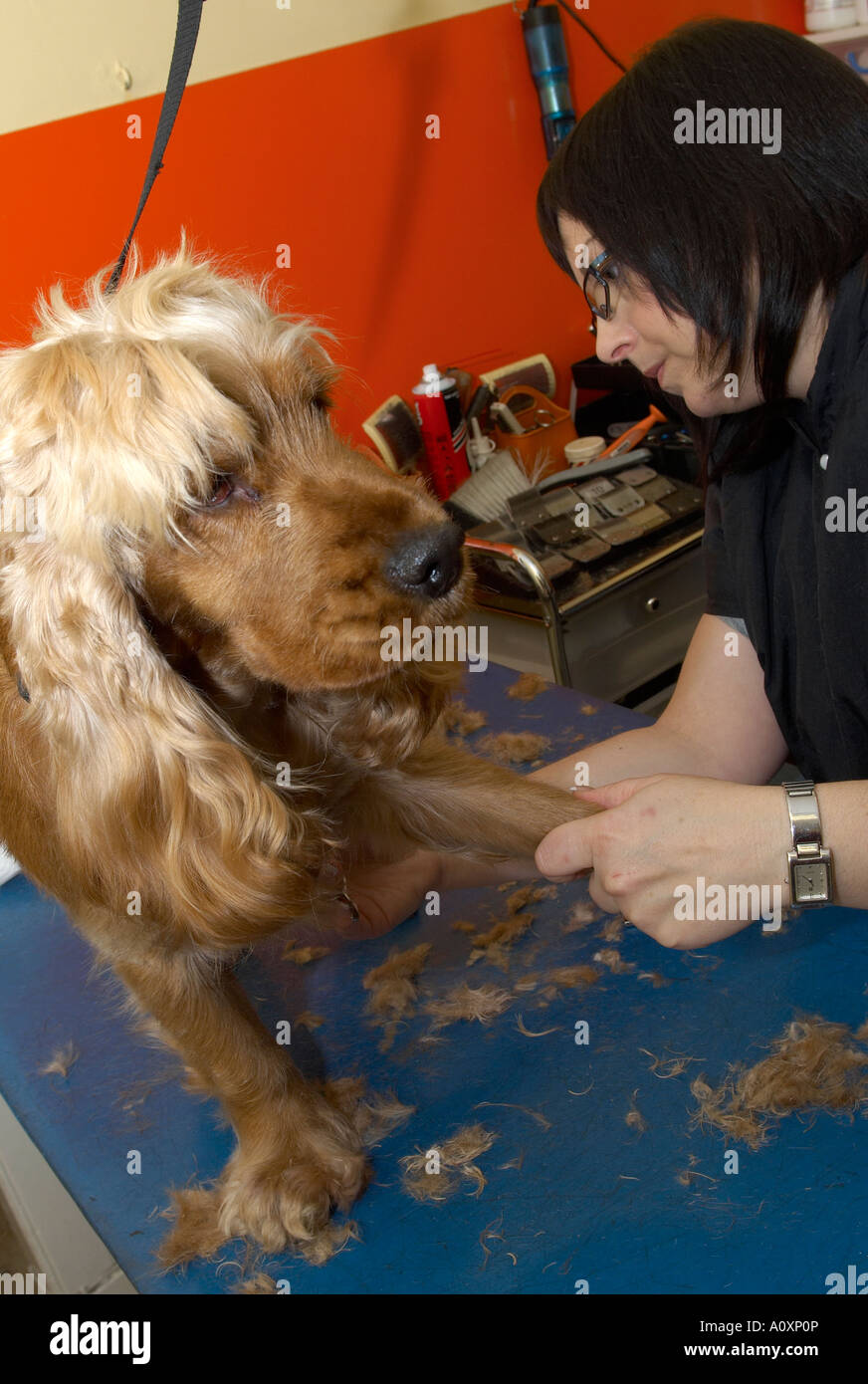 Canine beautician clipping a cocker spaniel Stock Photo