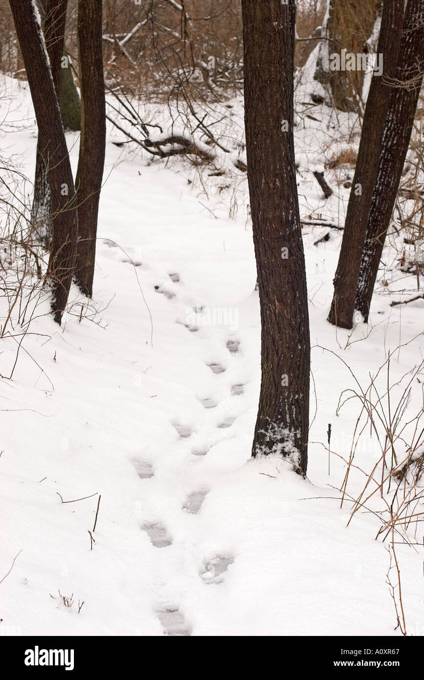 Footsteps in Snow at Hidden Lake Gardens Stock Photo