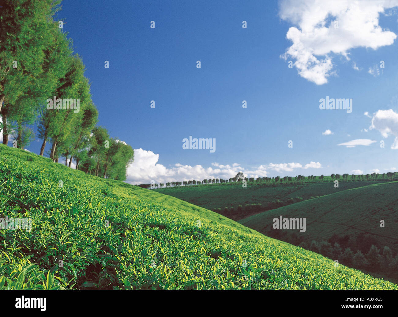 Tea Farm, Tigoni, Kenya Stock Photo Alamy