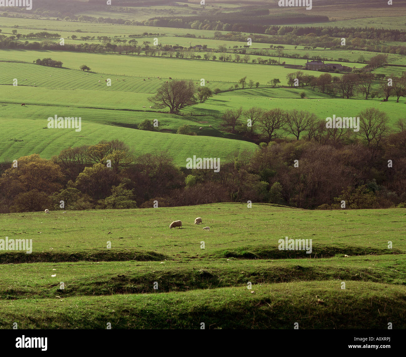 Fields near Rothbury Northumberland England United Kingdom Europe Stock Photo