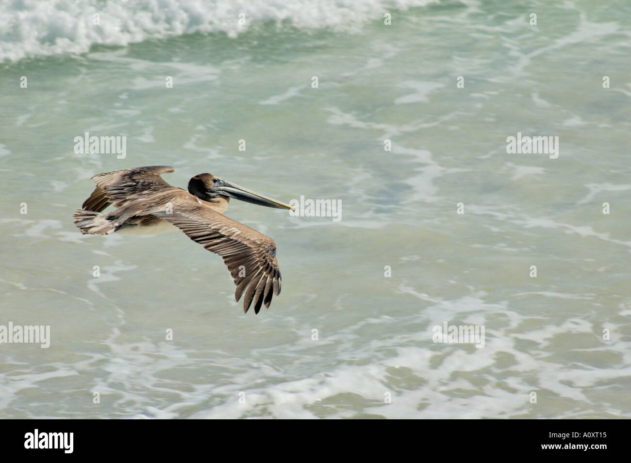 Brown Pelican in flight Stock Photo - Alamy
