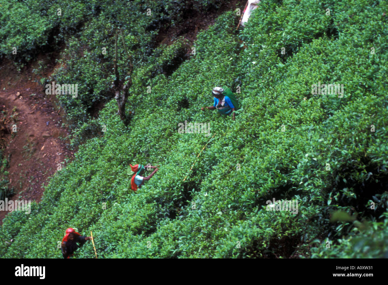 Female Tea Pickers working on a hillside Planatation in Sri Lanka Stock Photo