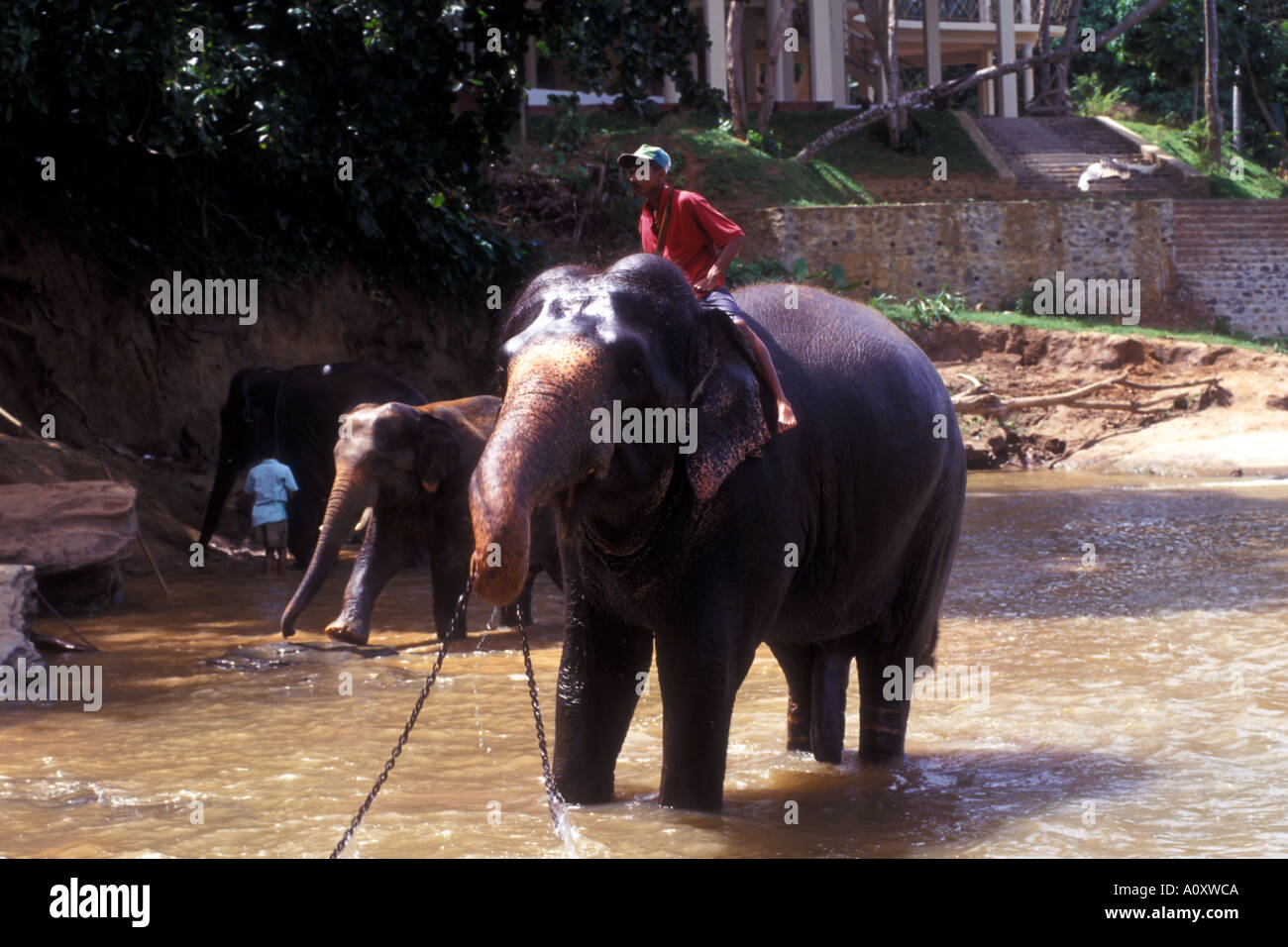 Elephants at the Pinnawela Elephant Sanctuary in Sri Lanka. Stock Photo