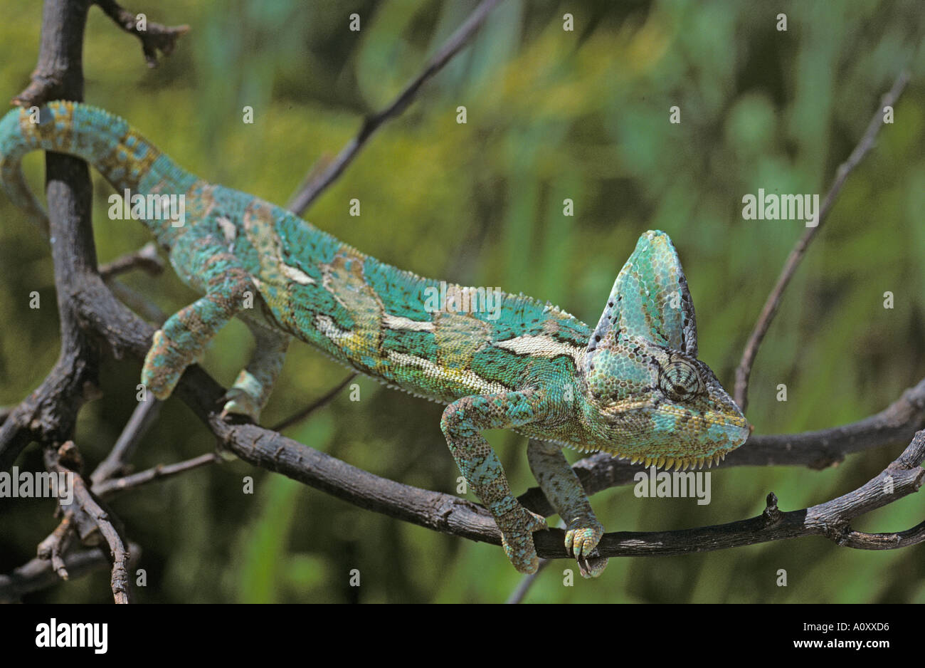 Yemen Chameleon Chameleo lacyptratus Stock Photo