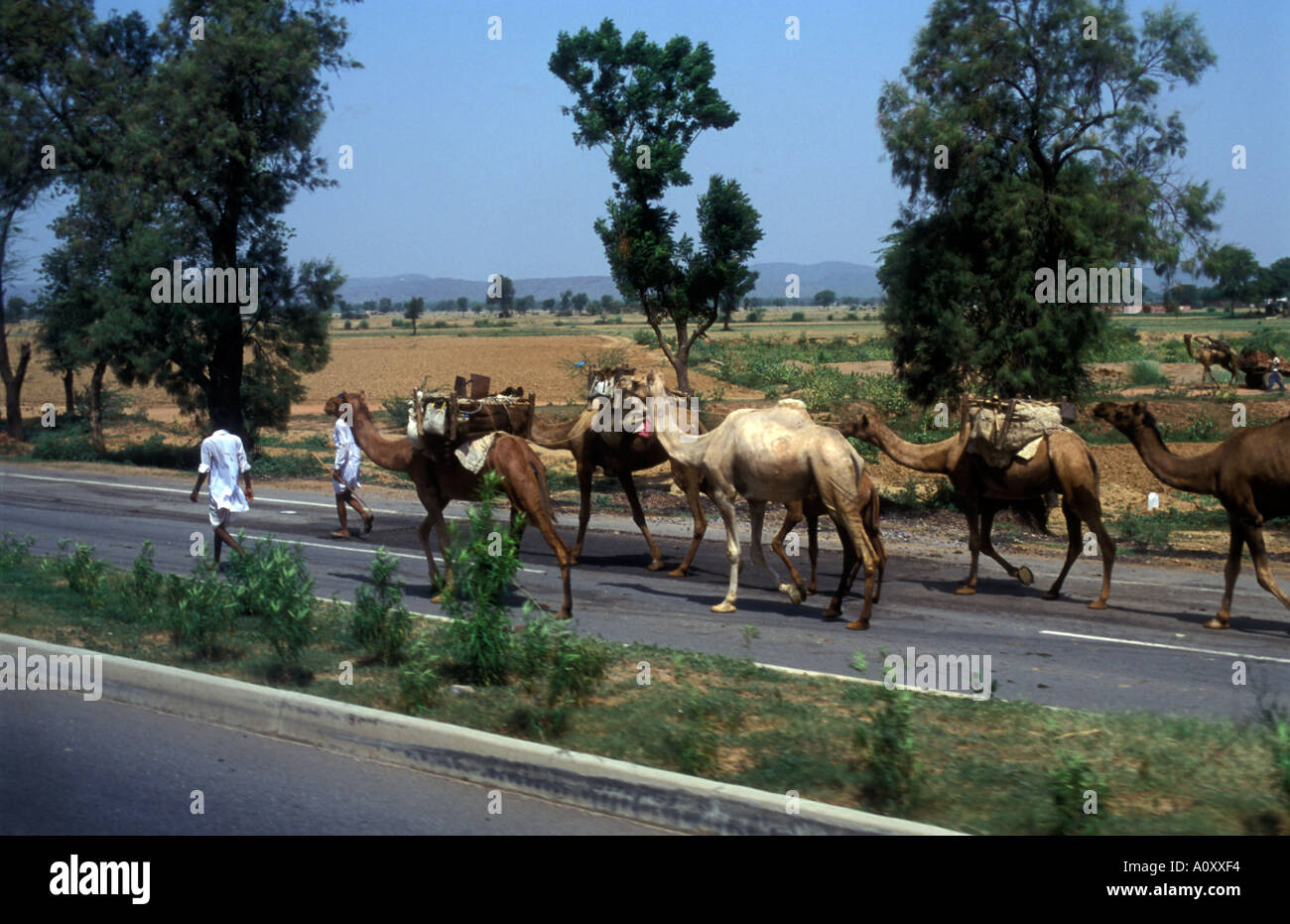 A Camel train or caravan on a rural road in India Stock Photo