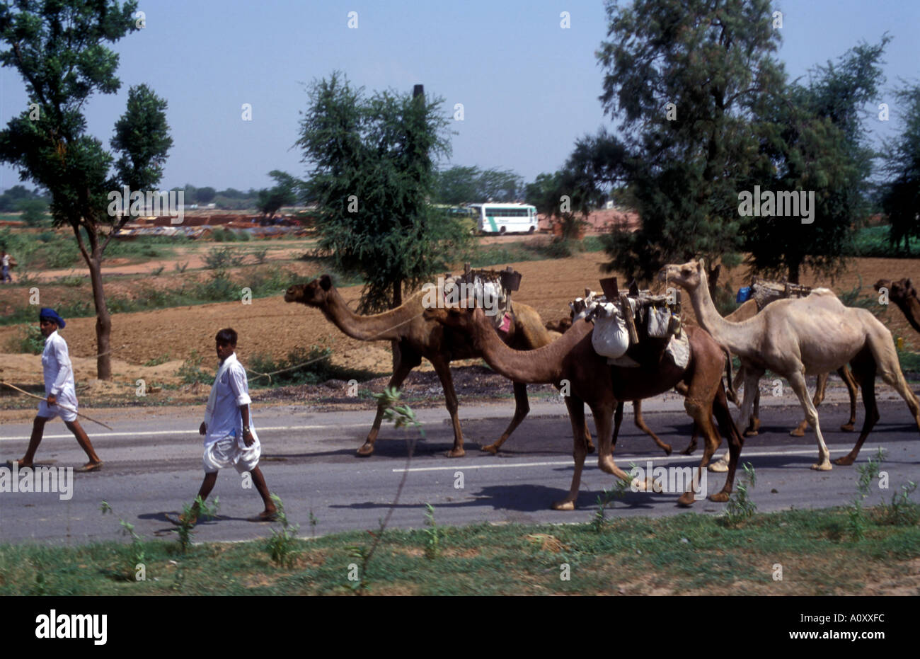 A Camel train or caravan on a rural road in India Stock Photo