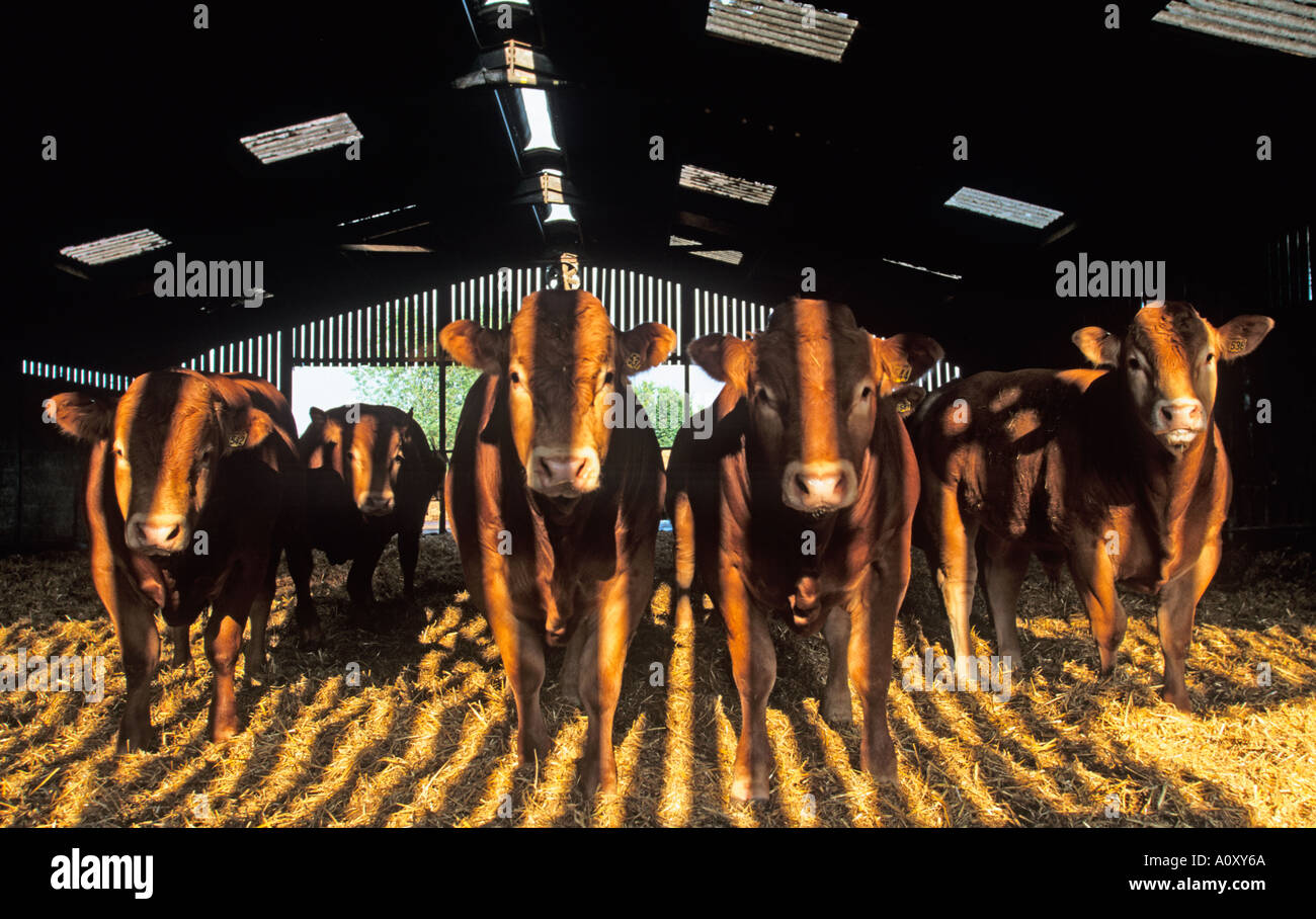 Cattle feeding barn in winter hi-res stock photography and images - Alamy