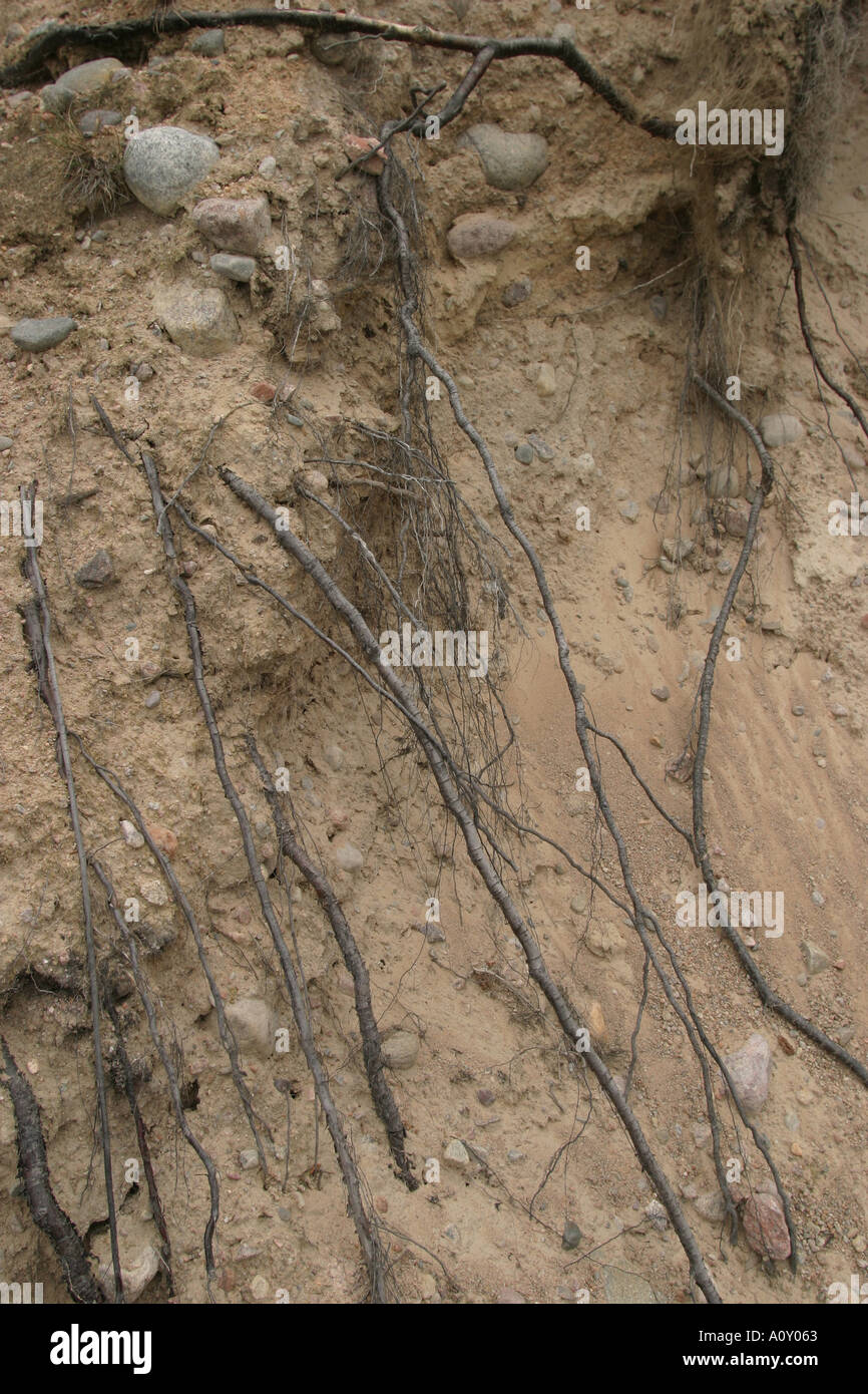 Tendrils Roots Branching tendrils hi-res stock photography and images - Alamy