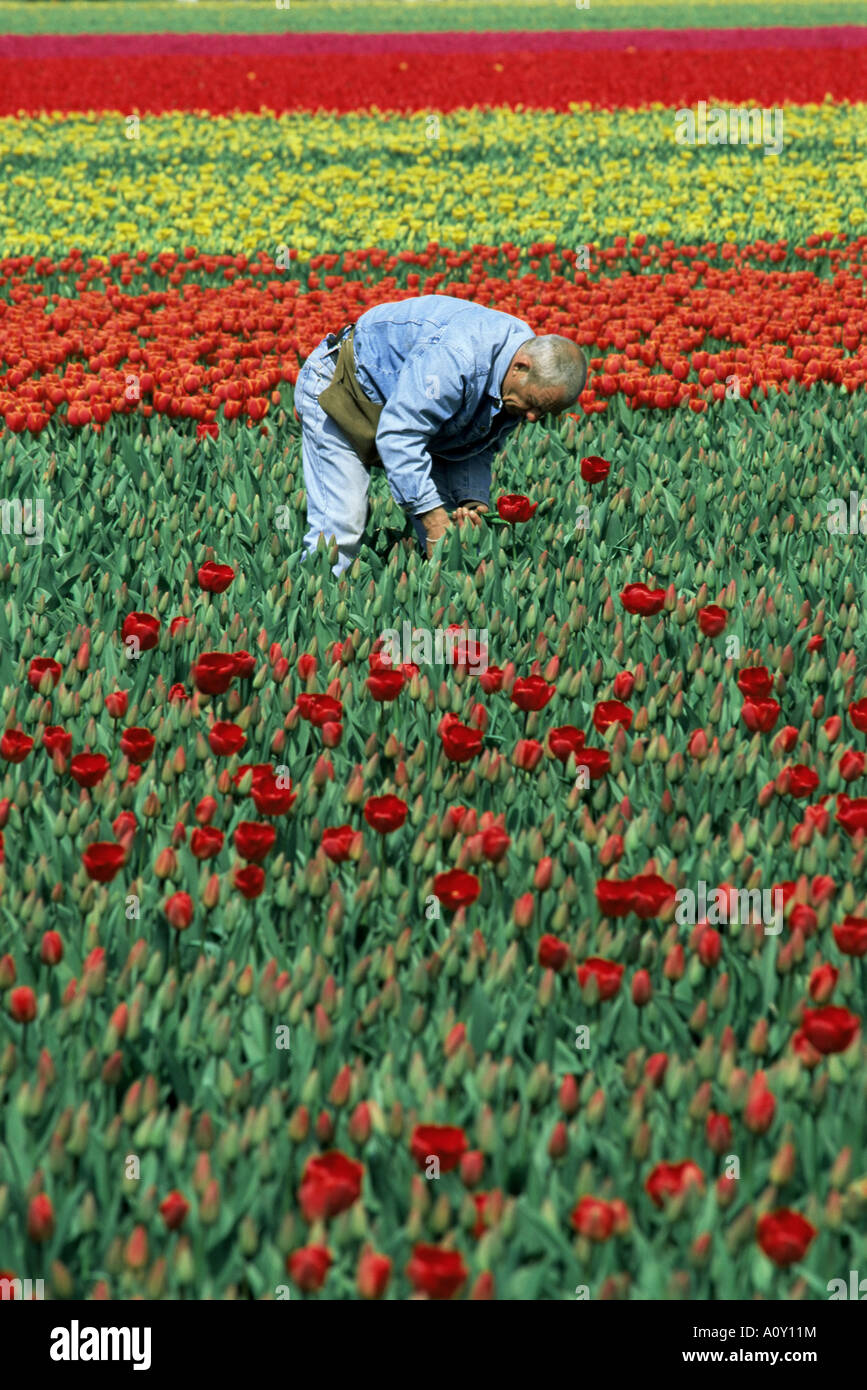 Man working in tulip fields near Keukenhof Holland Europe Stock Photo