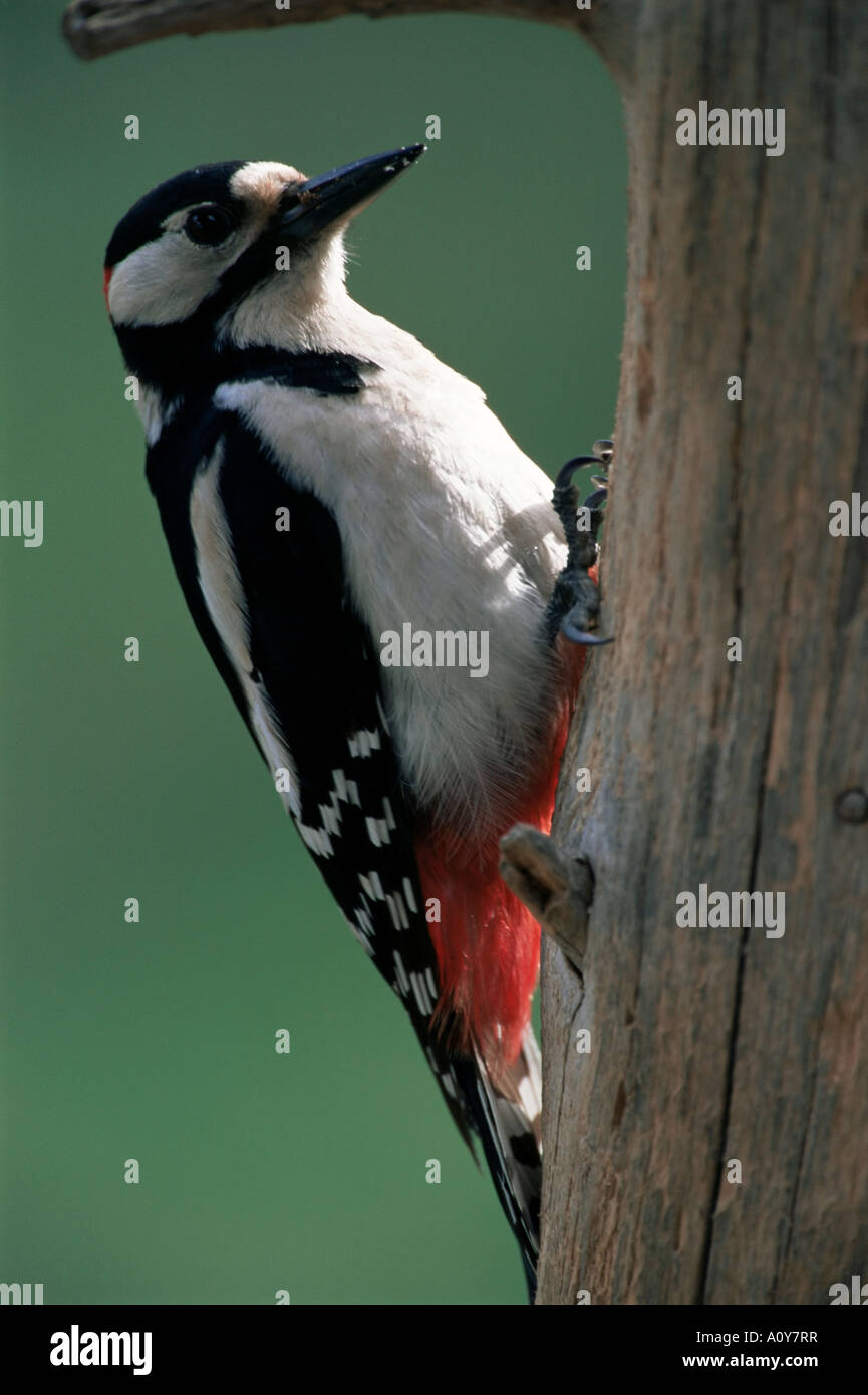Greater spotted woodpecker Dendrocopos major Finland Scandinvia Europe Stock Photo