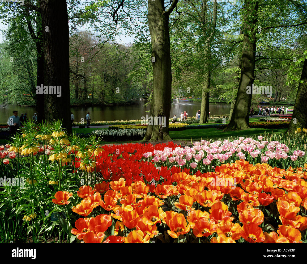 Tulips Keukenhof Gardens Lisse Holland Europe Stock Photo - Alamy