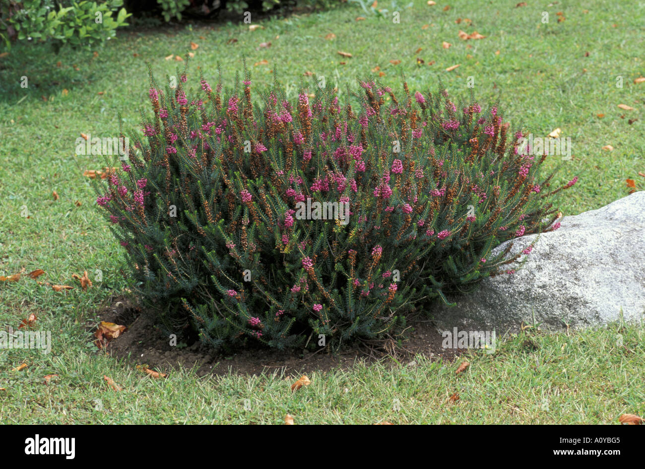 Erica vagans Stock Photo 5766980 Alamy