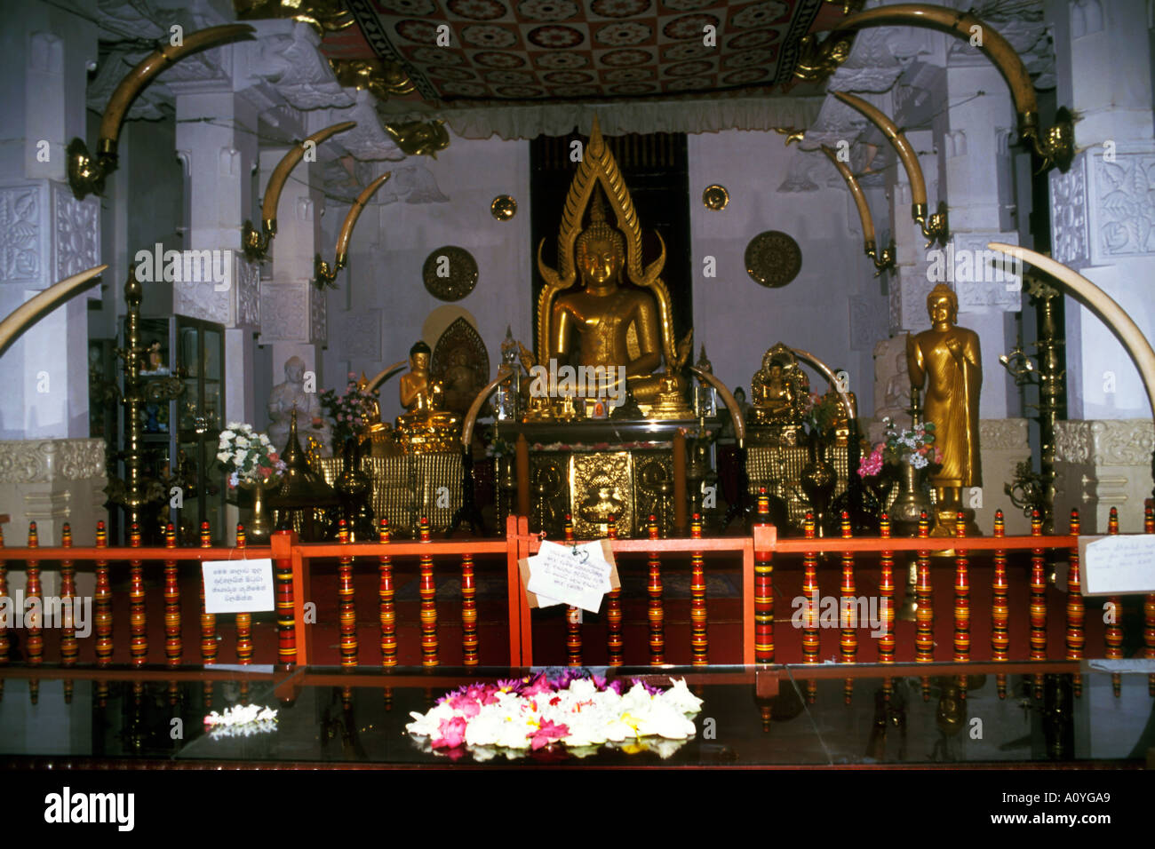 Golden Gold Buddah Temple in Sri Lanka Ceylon Stock Photo