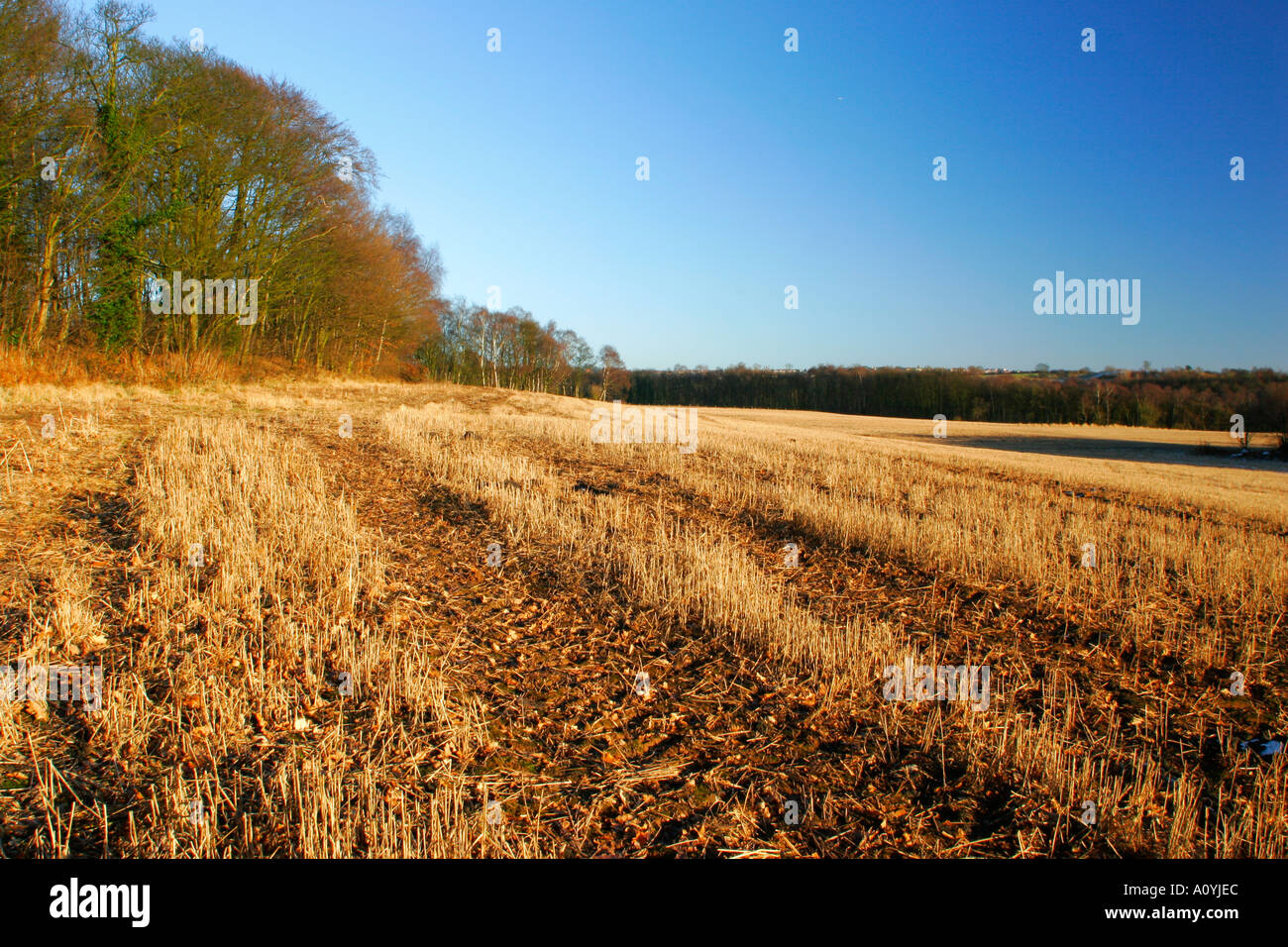 Baggeridge hi-res stock photography and images - Alamy