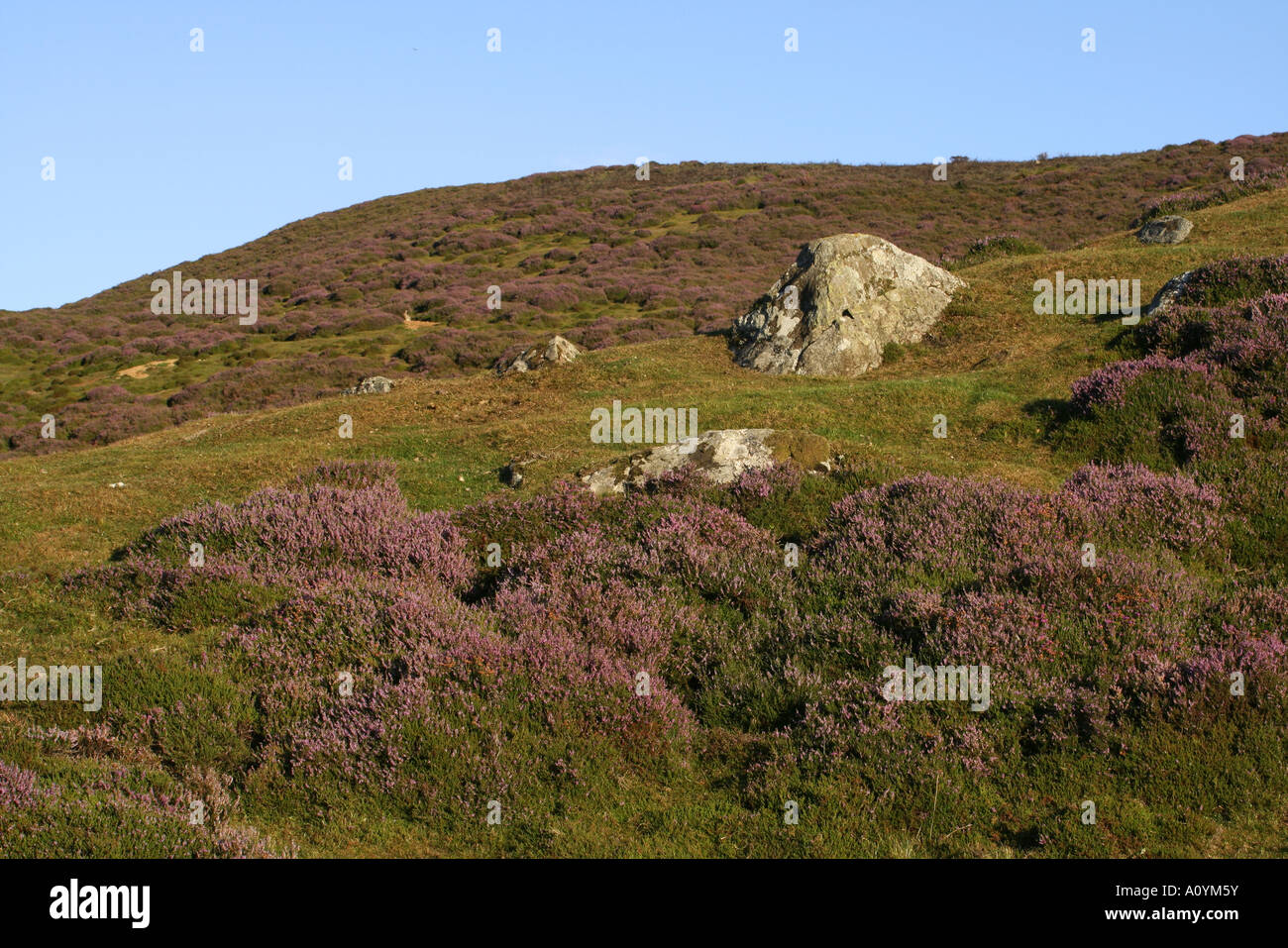 Boulders and heather in Glenshee Stock Photo - Alamy