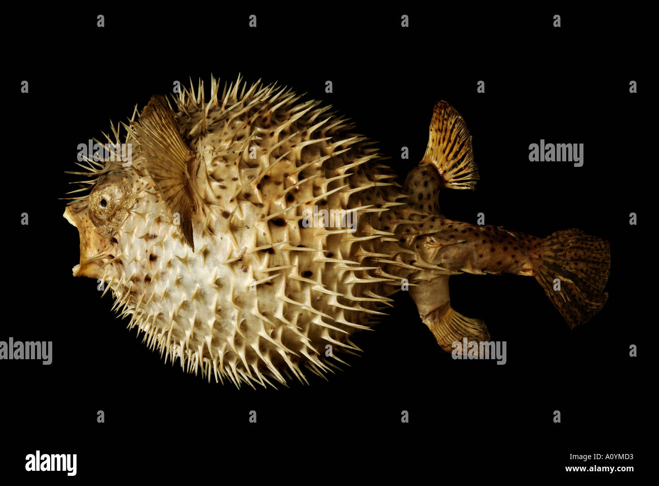 Puffer fish hi-res stock photography and images - Alamy