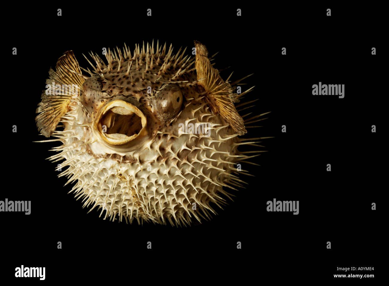 Puffer Fish Stock Photo