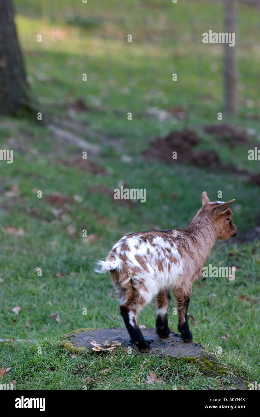 ewe looking for mother and standing up on a trunk of tree Stock Photo