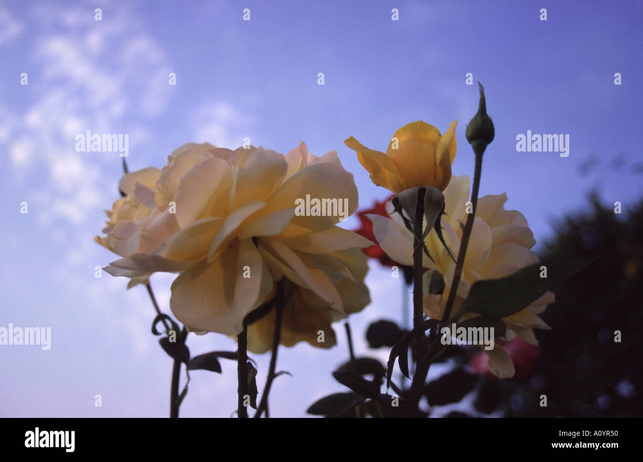 Horizontal shot yellow rose hi-res stock photography and images - Alamy