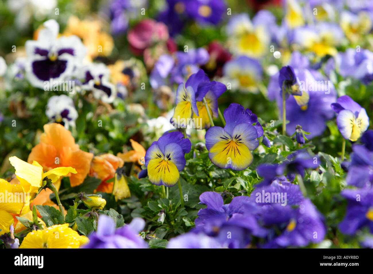 Colorful field of Pansies Stock Photo
