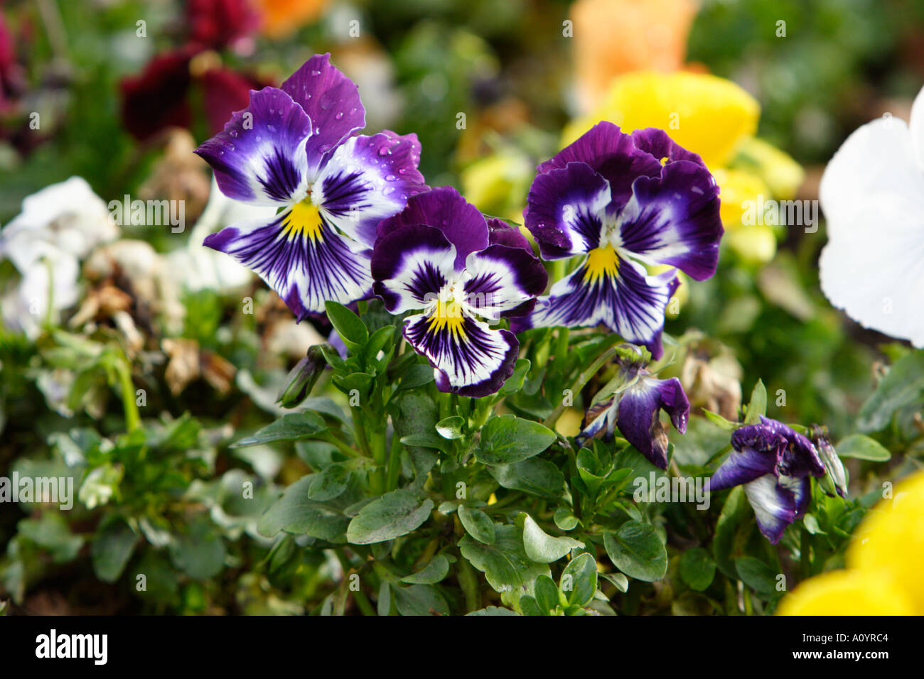 Colorful field of Pansies Stock Photo