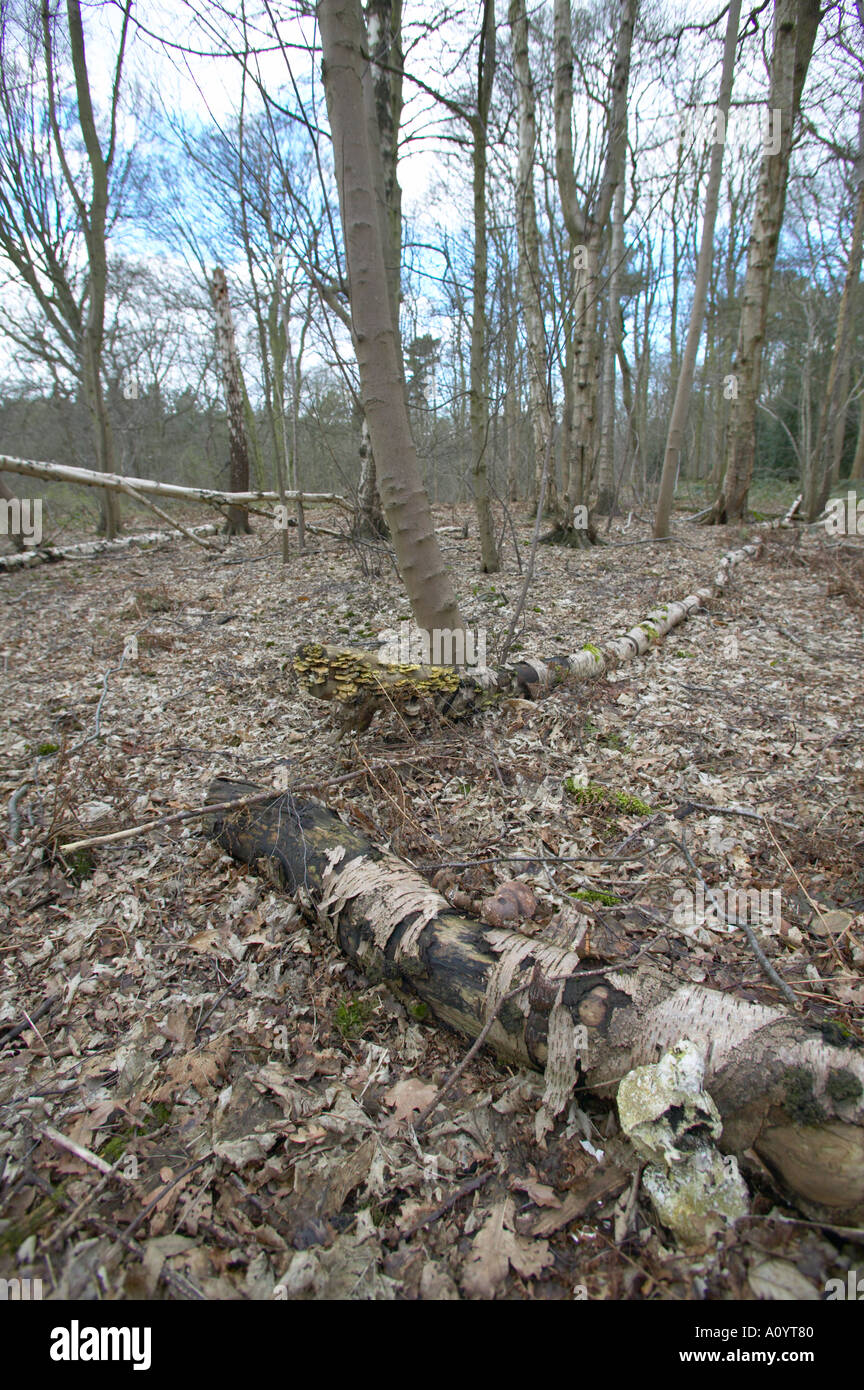 Woodland with fungi growing on decaying wood Stock Photo