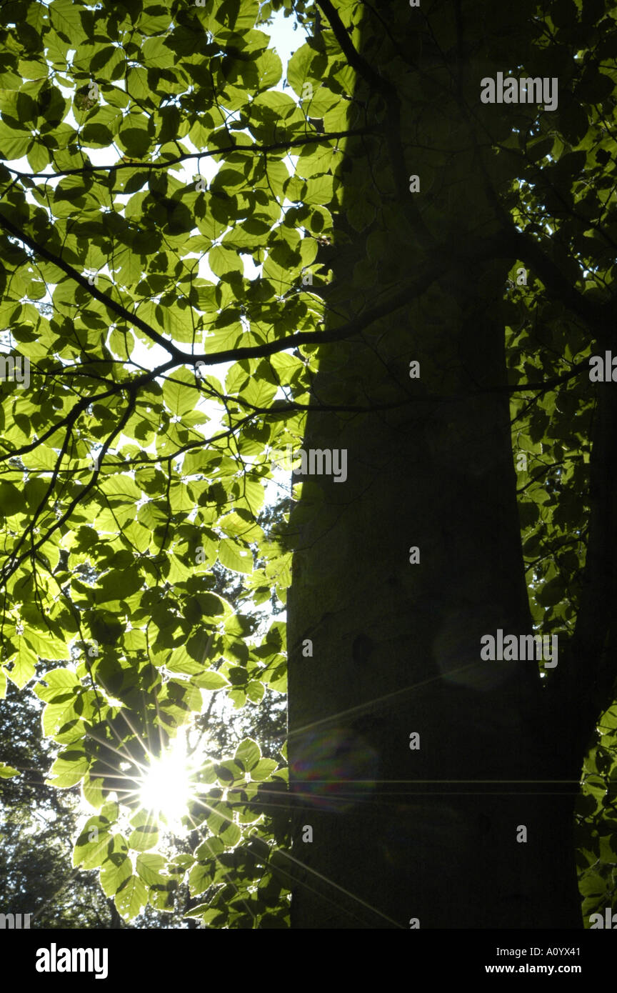 beech tree, trunk, leaves, springtime, back light Stock Photo