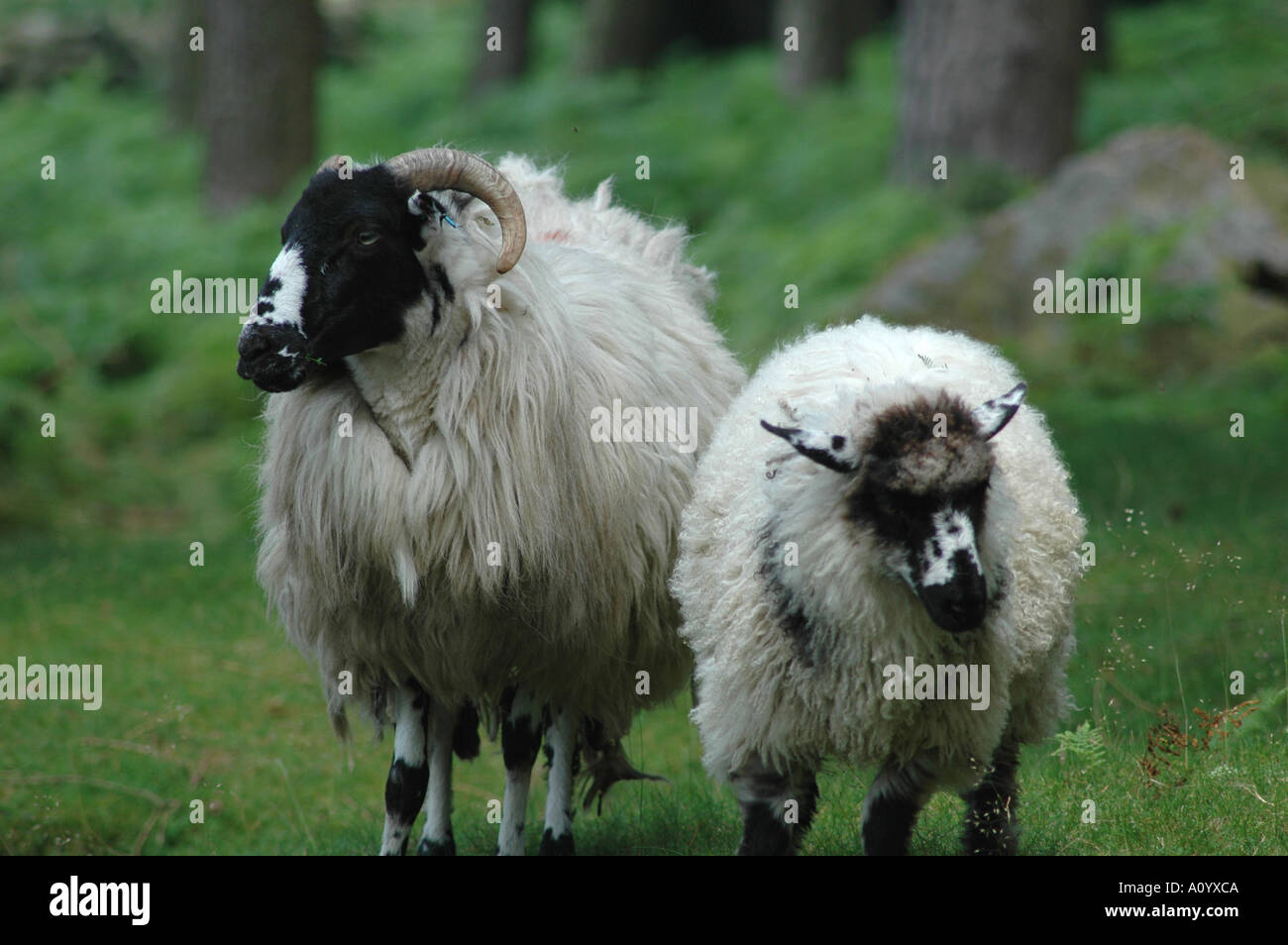 Mc0131 Two Black Face Sheep Stock Photo