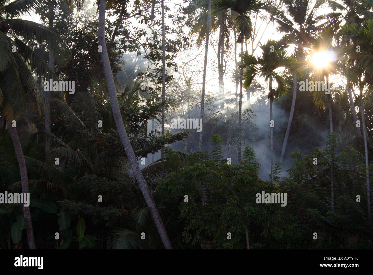 Sun bursting through the trees in the backwaters of kerala in india Stock Photo