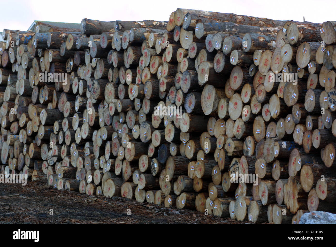 Timber exports from New Zealand Stock Photo Alamy