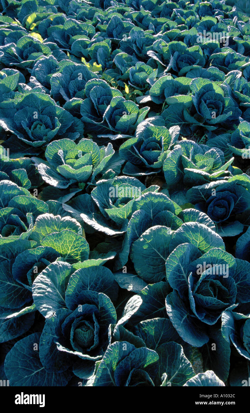 cabbage crop Devon England Stock Photo Alamy