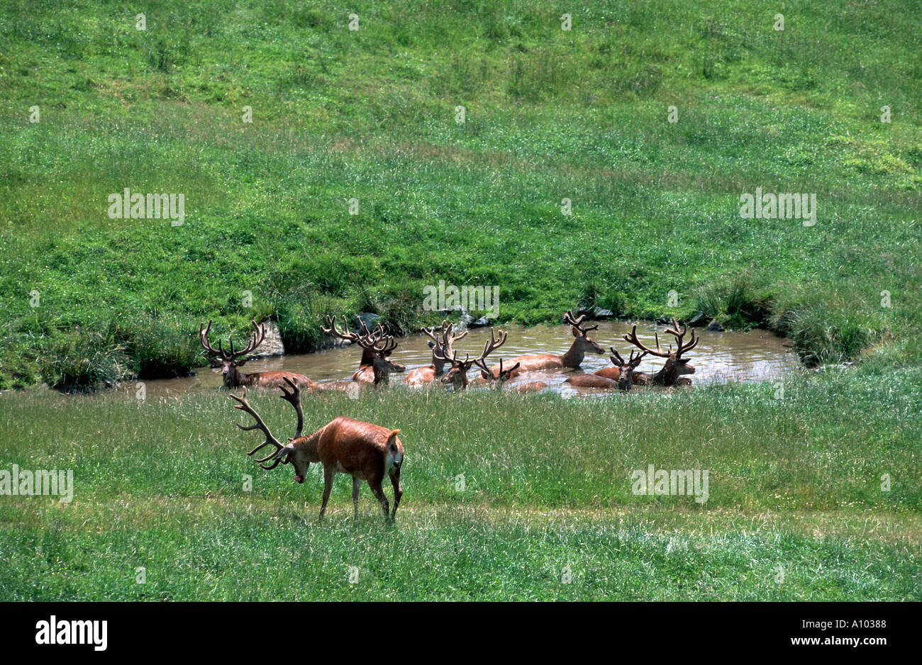 red deer on meadow bathing bath swim in a pond lake have cooling and refreshment BAVARIA Stock Photo