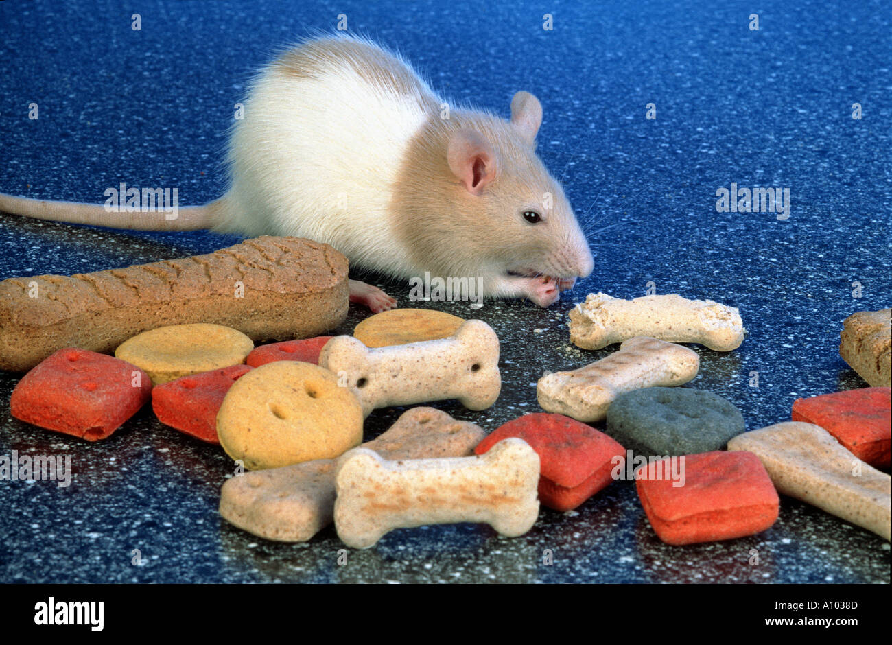 Can Rats Eat Dog Biscuits