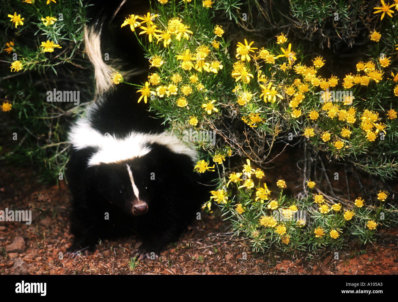 Striped Skunk Utah Stock Photo Alamy