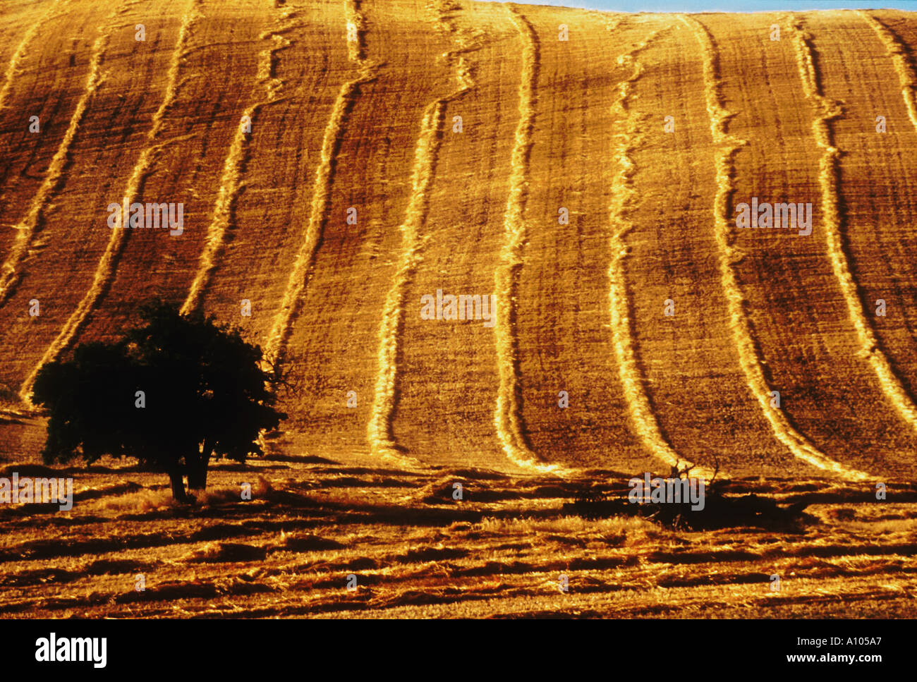 Hay Night Rows Hay Rows Livermore California Stock Photo - Alamy