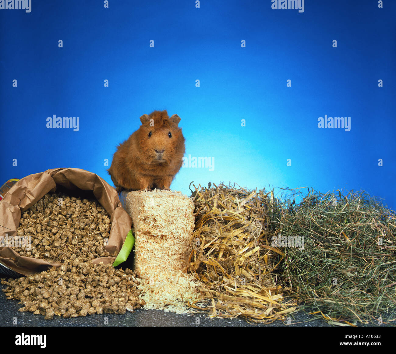 GUINEA PIG with different kinds of straw for the cage Stock Photo - Alamy
