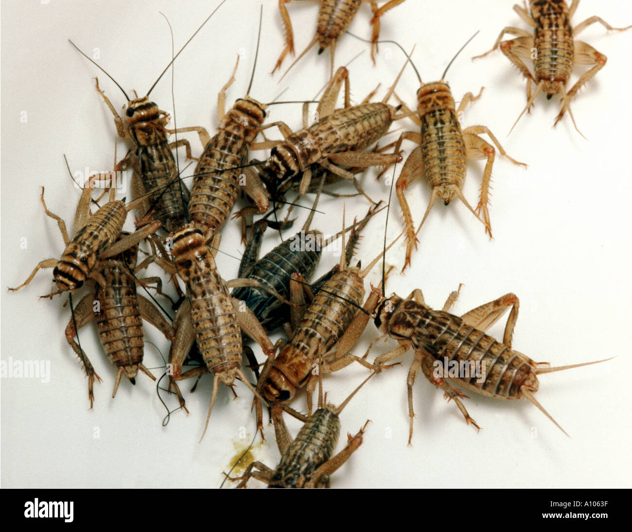 house cricket crickets Gryllidae Gryllinae Gryllus Heimchen Acheta domesticus Stock Photo