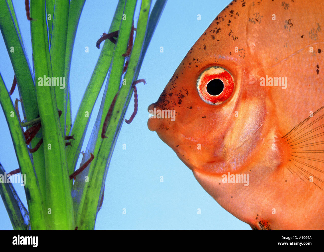 red DISCUS fish eats gnadts larvae worms waterplant tubefix tubifex Stock Photo
