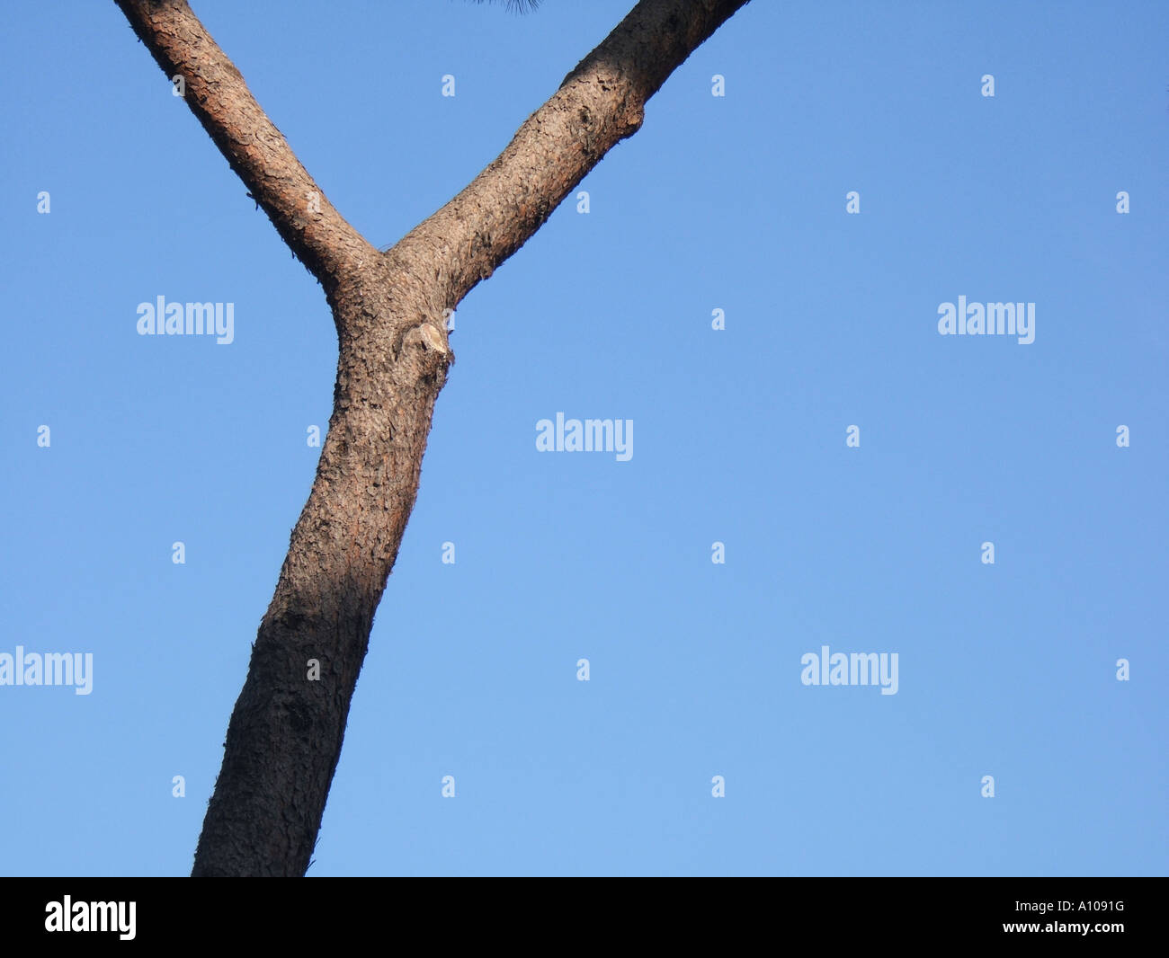 y shape tree branches Stock Photo Alamy