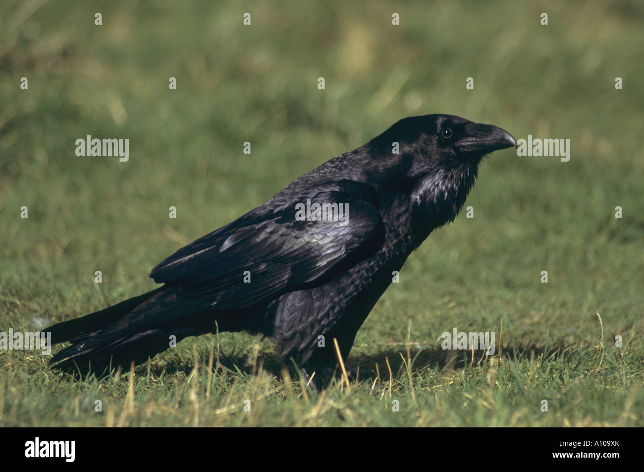 raven Corvus corax in profile cornwall Stock Photo