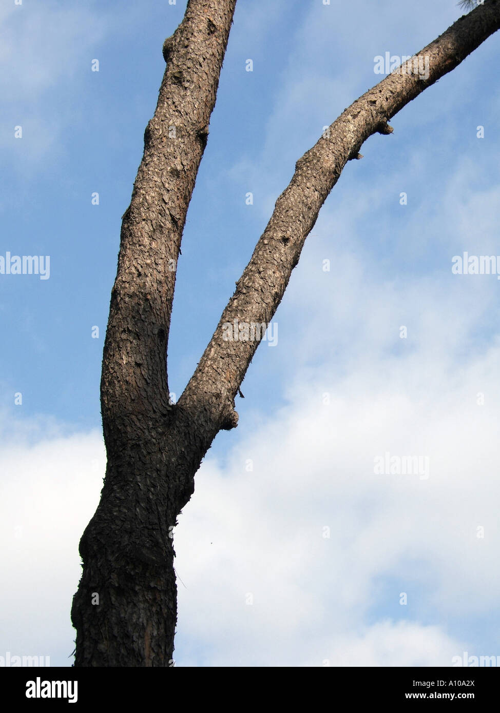 Y shaped tree hires stock photography and images Alamy